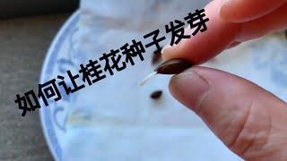 第一次尝试用桂花种子催芽，我的做法和网上说的有所不同，我用自己的方法最终成功的让种子发芽了！