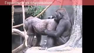 Гориллы и их спаривание  Gorillas and their pairing