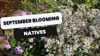  Native Plants blooming Now 