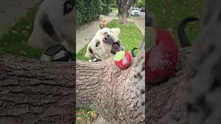 Get that ball! starring Shadow, Chance and crazy Nina  #dogs