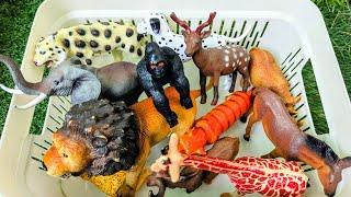 You Won’t Believe What These Zoo Animals Can Do! | Fun Learning for Kids