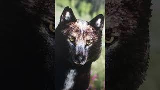 "ITS so preppy in here" #wolfquest #wolf #wolfquestae #gaming