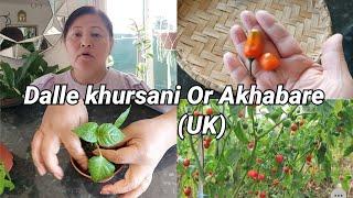 How to grow Dalle khursani plant/Repotting for beginners/Speaking Nepali/Nepaliplantlady 20.4.2021