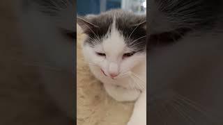 Смех юмор кот#юмор#смех#кот#угар#смешно#топ#рек#видео#стетхем#лучшее#позитив#комедия#анегдотытравим#