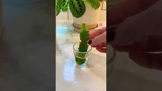 Christmas cactus cutting water  propagation! 