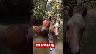 #horse #equestrian #hh #subscribers #1000k