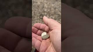 Sweet coin spill!! #metaldetecting #americancoins #treasure #coin #parkhunting