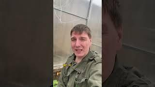 Вырвал гигантский арбуз #гиганты_АМИНОСИЛ_2025 #БуйскиеУдобрения #средства_защиты_greenbelt