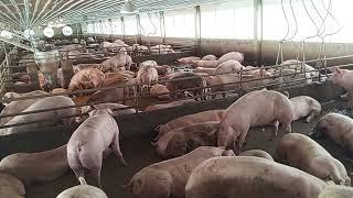 Overview of pig farming, highlighting the critical knowledge needed to successfully raise pigs.