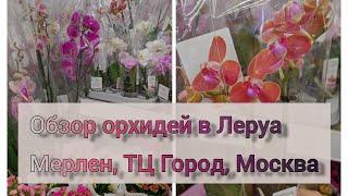 Обзор орхидей в Леруа Мерлен, ТЦ Город, Москва#обзор#орхидеи#orchid#plants#original