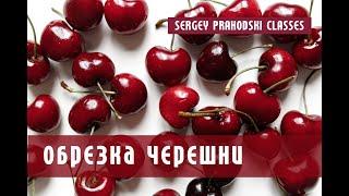 Обрезка черешни