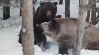 Ussuri wild boar sow fighting with the Ussuri brown bear