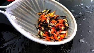 Unboxing 1000 Japanese Koi Fry - A new project