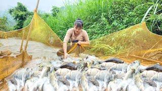 How to make a fish trap during flood season, set the trap for two nights to harvest a lot of fish