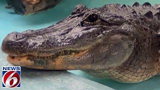 FWC reveals new details on Seminole County gator attack