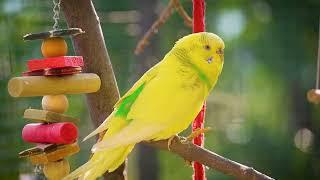 Experience the MOST RELAXING 3 Hours of Budgies Bird Sound EVER!