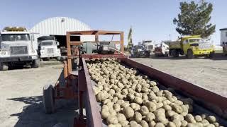 Potato Season 2023 Begins