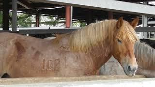 Feedlot of horse in Japan - horse meat -