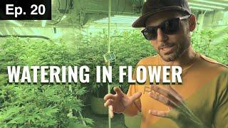 BuildASoil 10x10: WATERING DURING FLOWER: Season 2, Episode 20