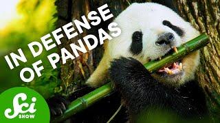 How Pandas Got Such a Bad Reputation