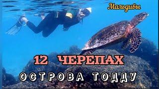 Сколько черепах живёт на рифе Тодду? Мы попытались их посчитать. Это только первые двенадцать...