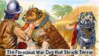 Becerrillo: The Lethal Legend of the Spanish Conquistadors' War Dog"