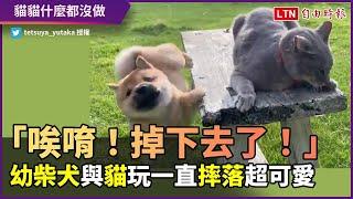 這次不是貓貓推下去的！幼柴犬與貓嬉鬧 自行摔落超可愛