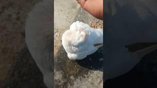 cherry bath time || kabutar ki video #sorts #kabutar #pigeonbath