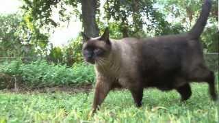 Steely Eyed Cat Walking