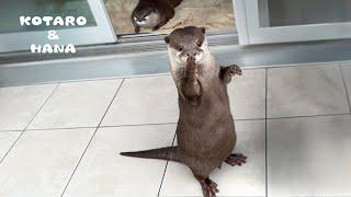 Der Otter schnüffelt verwirrt an seiner Pfote wegen eines ungewöhnlichen Geräusches