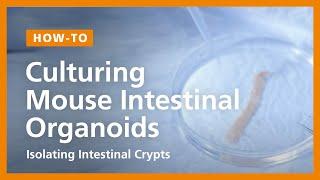 How to Culture Mouse Intestinal Organoids: Isolating Intestinal Crypts and Establishing Organoids