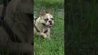 Frenchie reacts to Hurricane Milton #doglover #frenchbulldog #hurricane #hurricanemilton #florida