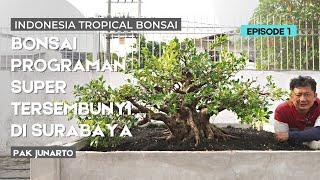 Intip Bonsai Programan Super tersembunyi di Surabaya Utara milik Pak Junarto (BAGIAN 1)