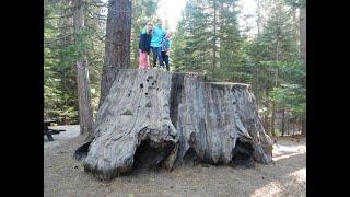 Sequoya National Park, California: Among the biggest trees on Earth, Chicago stump, General Grant