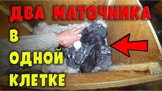 Два маточника, две крольчихи в ОДНОЙ клетке! Что получится?