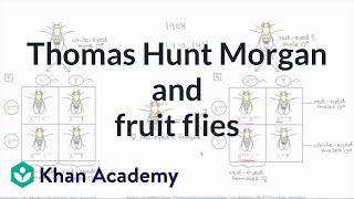 Thomas Hunt Morgan and fruit flies