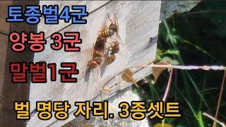 #토종벌 #양봉 #말벌 . 벌 명당자리 토봉 양봉 말벌  한곳에서 댓박벌통에 자리잡았습니다
