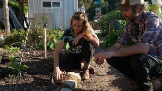 Building Soil on an Urban Farm | San Diego Seed Company