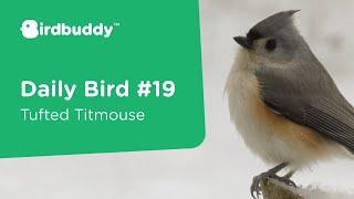 Daily Bird: Tufted Titmouse – Cool Bird Facts