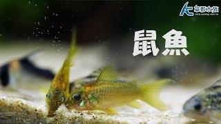 三種鼠魚小教學～｜水族星球（Aquarium Planet）｜AC草影水族