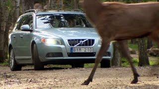 Volvo - Animal Detection with autobrake, crash test