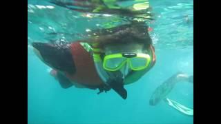 Bali Snorkeling Tour Tanjung Benoa Nusa Dua (HD)