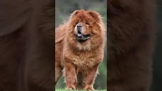 ¿Por qué crearon el Chow Chow?