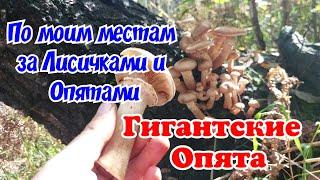 В Сибирь за грибами. Гигантские Опята. По моим местам за Лисичками и Опятами.