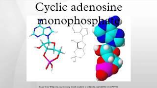 Cyclic adenosine monophosphate