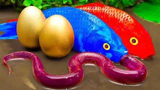 Mud Survival Battle - Koi Fish And Rock Crabs Chasing - Stop Motion Fish In Mud Coco