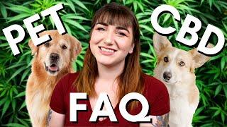 CBD Oil For Pets | Benefits, Side Effects, and Will It Make My Dog High?