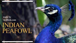 Indian Peafowl [Pavo Cristatus]