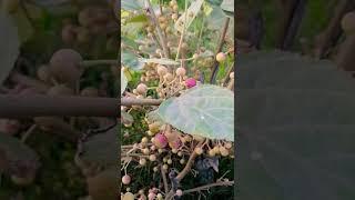 Falsa Harvesting #green #harvesting #garden #agriculture #farming 