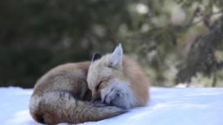 Fox Grooming